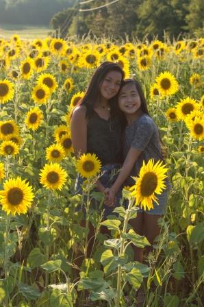 Sunflowers